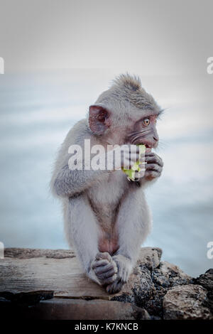 Le scimmie presso il Tempio di Uluwatu sull'isola di Bali, Indonesia Foto Stock