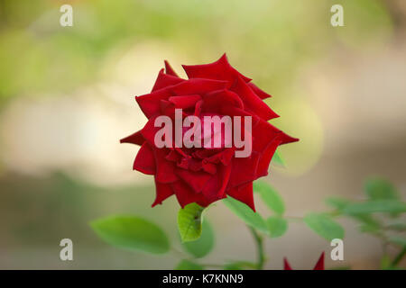 rosa rossa Foto Stock