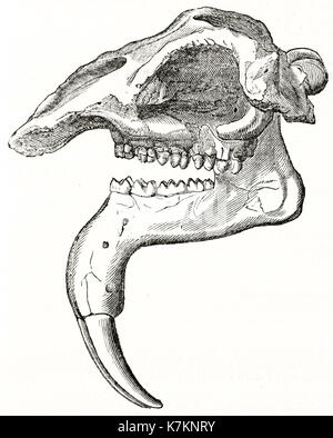 Vecchia illustrazione di un cranio Deinotherium. Da autore non identificato, publ. su Penny Magazine, London, 1837 Foto Stock