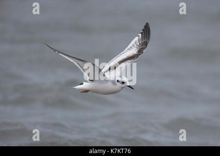 Little gull (laris minutus) primo inverno, shetland, Scotland, Regno Unito Foto Stock