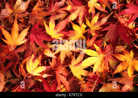 Giapponese di foglie di acero in dreamy colori caldi giacente sul terreno, ornate pattern Foto Stock