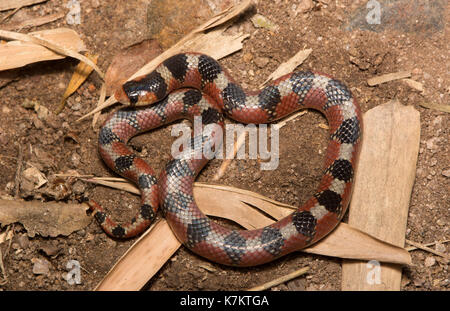 Thornscb serpente dal naso uncino (Gyalopion quadrangulare) di sonora, Messico. Foto Stock
