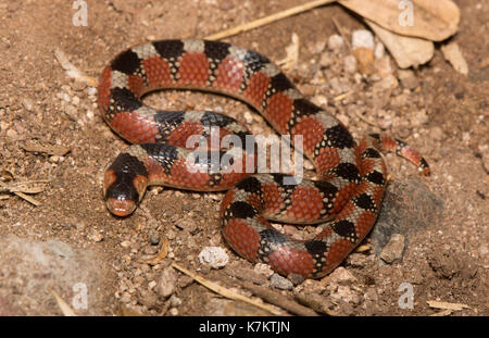 Thornscb serpente dal naso uncino (Gyalopion quadrangulare) di sonora, Messico. Foto Stock