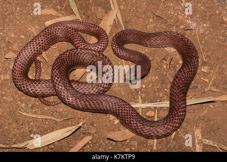 Sonora Coachwhip (Coluber flagellum cingulum) di sonora, Messico. Foto Stock