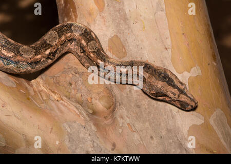 Boa settentrionale comune (Boa imperator) da sonora, Messico. Foto Stock