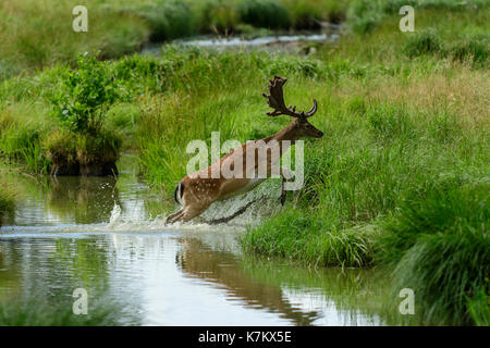 Daini jumping e spruzzi attraverso l acqua Foto Stock