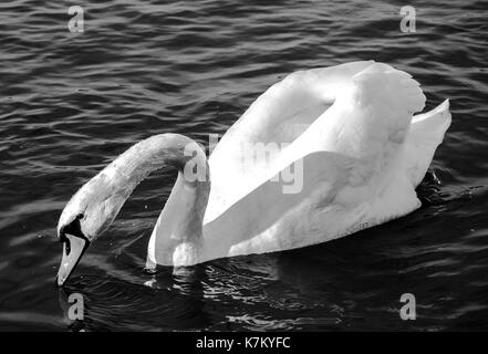 Swan monocromatico close-up foto. Bella immagine, lo sfondo, lo sfondo Foto Stock