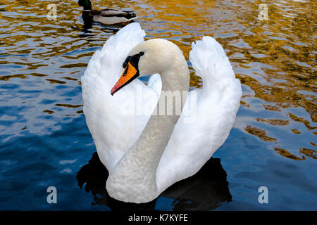 Cigno sul fiume close-up foto. Bella immagine, lo sfondo, lo sfondo Foto Stock