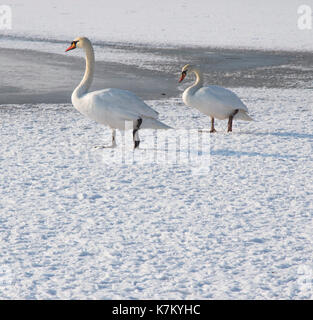 Cigno sul fiume congelato in inverno photo. Bella immagine, lo sfondo, lo sfondo Foto Stock