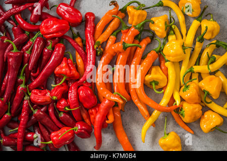 Colorata vibrante Hot Chili Peppers . Foto Stock