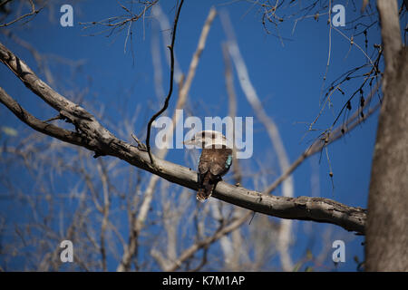 Kookaburra con alata blu può crescere fino a 38 cm. Mangiano piccoli mammiferi, lucertole, insetti. I maschi hanno una coda blu e le femmine una coda marrone. Foto Stock