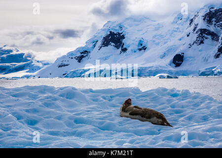 Paradise Bay, Antartide Foto Stock