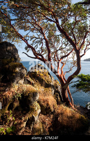 Albero di corbezzolo (Arbutus menziesii) - east sooke parco regionale, sooke, isola di Vancouver, British Columbia, Canada Foto Stock
