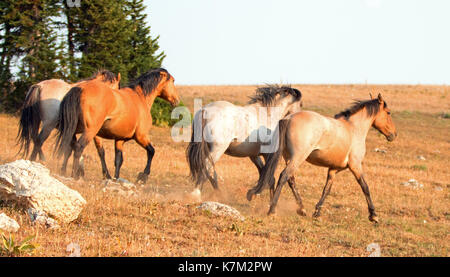 Cavalli selvaggi mustang stalloni in esecuzione prima di combattimenti a pryor montagne Wild Horse gamma sul confine di stato del Wyoming e Montana usa Foto Stock