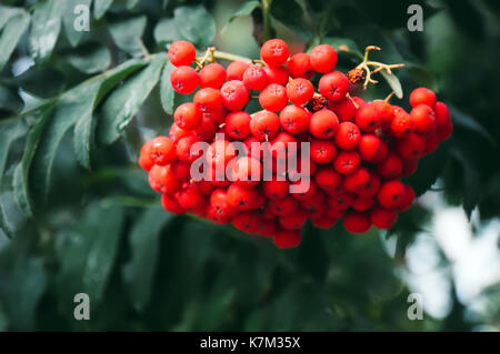Mazzetto di unione rowan sull albero. grandi bacche arancio sulla struttura ad albero closeup su uno sfondo di autunno foglie verdi. Foto Stock