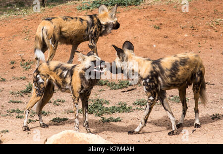 African cani selvatici ringhiando mostrando i denti in un gruppo di tre piedi sul rosso sporco Foto Stock