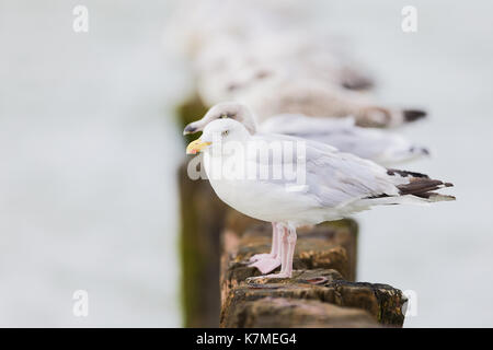 Gabbiani europei di aringhe sui pali del mare, che sbiadono sullo sfondo (Charadriiformes) Foto Stock