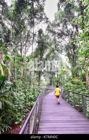 Singapore Botanic Gardens. Un uomo prende una passeggiata mattutina sul sph a piedi di giganti broadwalk che prende lui attraverso la foresta di sezione dei giganti. Foto Stock