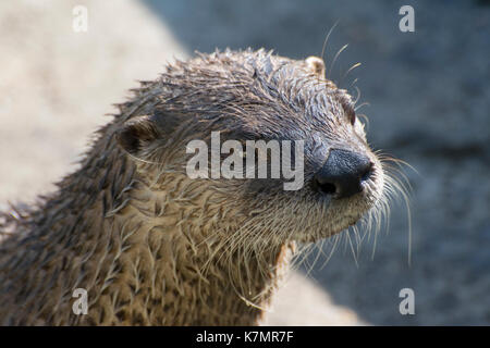 Close-up di una Lontra di fiume nordamericana. Foto Stock