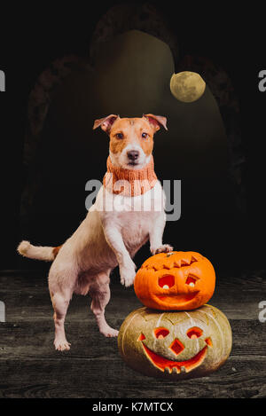 Cane di halloween con due facce di zucca a mezzanotte sotto la luce della luna piena Foto Stock