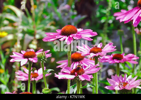 A stretta lasciava purple coneflower (Echinacea angustifolia) Baviera, Germania Foto Stock