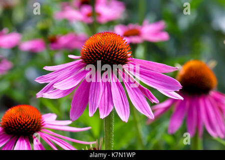 A stretta lasciava purple coneflower (Echinacea angustifolia) Baviera, Germania Foto Stock