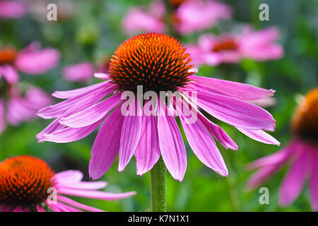 A stretta lasciava purple coneflower (Echinacea angustifolia) Baviera, Germania Foto Stock