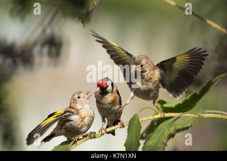 Unione cardellini (carduelis carduelis), uccello adulto alimentazione di uccelli giovani, Hesse, Germania Foto Stock