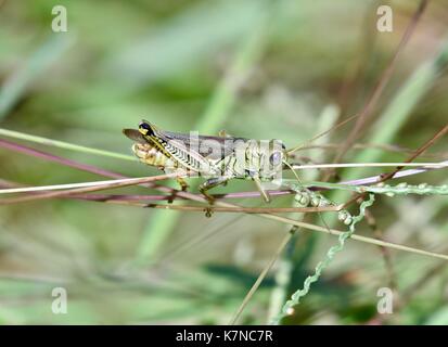 Grasshopper (caelifera) su una lama di erba Foto Stock