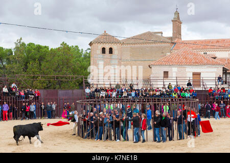 La popolazione locale impegnativo bull con bandiera rossa durante la tradizionale festa a Madrigal de los Altas Torres nella provincia di Avila, Spagna Foto Stock