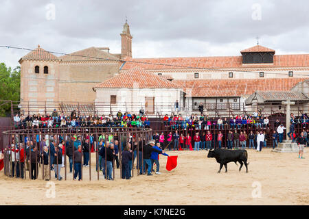 La popolazione locale impegnativo bull con bandiera rossa durante la tradizionale festa a Madrigal de los Altas Torres nella provincia di Avila, Spagna Foto Stock