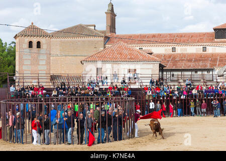 La popolazione locale impegnativo bull con bandiera rossa durante la tradizionale festa a Madrigal de los Altas Torres nella provincia di Avila, Spagna Foto Stock