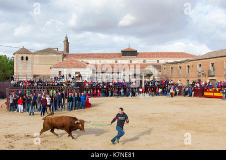 La popolazione locale impegnativo bull durante la tradizionale festa a Madrigal de los Altas Torres nella provincia di Avila, Spagna Foto Stock