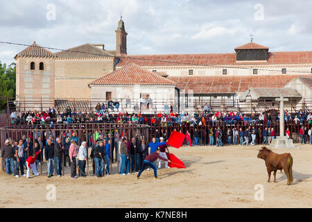 La popolazione locale impegnativo bull con bandiera rossa durante la tradizionale festa a Madrigal de los Altas Torres nella provincia di Avila, Spagna Foto Stock