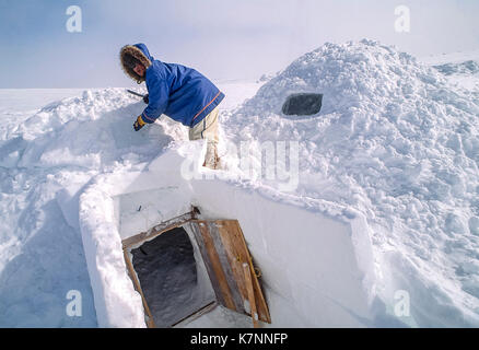 Inuit uomo anziano, metà 60s, vestito in moderno abbigliamento artico, lavora sulla cima di un tradizionale igloo con un coltello usato per costruire igloo. igloo effettiva non sono lasciati con blocchi mostrante. Quando i blocchi sono a posto, l'igloo è coperto di neve per un ulteriore isolamento. La finestra è un chiaro blocco di ghiaccio. Foto Stock