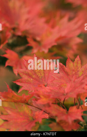 Autunno rosso delle foglie di acero giapponese, Acer shirasawanum 'Aureum" Foto Stock