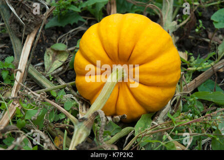 Arancio brillante nervati squash crescente lascia sul terreno. Foto Stock