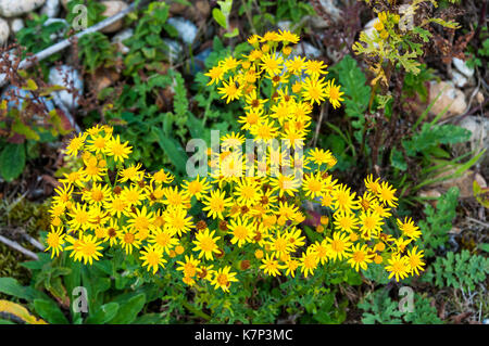 Erba tossica fiori, Jacobaea vulgaris Foto Stock