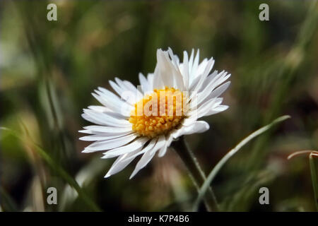 Daisy al vento con verde sfondo bokeh di fondo Foto Stock