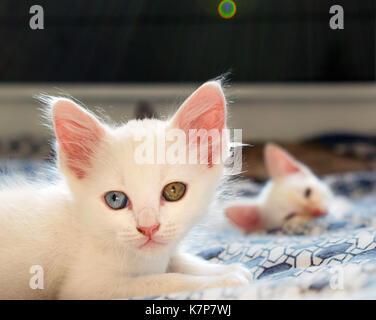 Gatto Bianco con heterocromatic occhi blu e giallo/verde, recante sul letto, con un altro piccolo gatto in background, due giovani gatti, e la lente fla Foto Stock