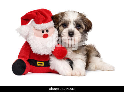 Carino bichon havanese cucciolo di cane che giace con un po' di santa claus il giocattolo di peluche - isolato su sfondo bianco Foto Stock