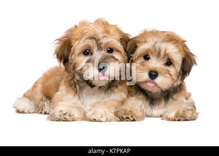 Due simpatici cuccioli havanese sono distesi e guardando la telecamera - isolato su sfondo bianco Foto Stock