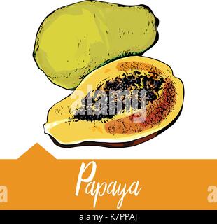 Illustrazione vettoriale di papaia Illustrazione Vettoriale