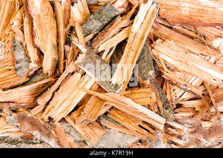 Corteccia di quercia texture di close-up. Foto ad alta risoluzione. Foto Stock