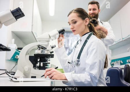 Veterinario medici analisi di campioni di sangue di gatto in microscop Foto Stock