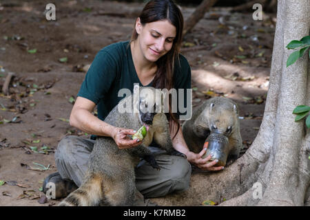 Ramat Gan, Israele. Il 17 settembre 2017. gestore animale, bar, simbolicamente tratta sud americana coatis alle mele immerso nel miele presso il safari centro zoologico alla vigilia di Rosh Hashanah, il Capodanno ebraico, un'occasione in cui gli ebrei di tutto il mondo si mangia tradizionalmente un apple immerso nel miele nella speranza di un Dolce Anno Nuovo. Foto Stock