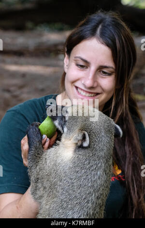 Ramat Gan, Israele. Il 17 settembre 2017. gestore animale, bar, simbolicamente tratta sud americana coatis alle mele immerso nel miele presso il safari centro zoologico alla vigilia di Rosh Hashanah, il Capodanno ebraico, un'occasione in cui gli ebrei di tutto il mondo si mangia tradizionalmente un apple immerso nel miele nella speranza di un Dolce Anno Nuovo. Foto Stock