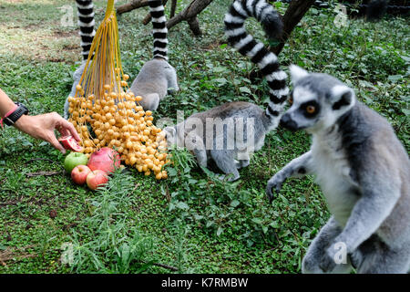 Ramat Gan, Israele. Il 17 settembre 2017. gli addestratori di animali simbolicamente il trattamento corona tailed lemuri di mele, melagrane e date presso il safari centro zoologico alla vigilia di Rosh Hashanah, il Capodanno ebraico, un'occasione in cui gli ebrei di tutto il mondo sarà tradizionalmente mangiare questi frutti nella speranza di un Dolce Anno Nuovo. Foto Stock