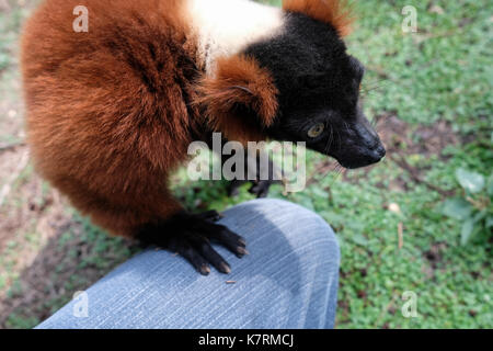 Ramat Gan, Israele. Il 17 settembre 2017. Un rosso lemure ruffed si appoggia sul fotografo del ginocchio come addestratori simbolicamente il trattamento di lemuri di mele, melagrane e date presso il safari centro zoologico alla vigilia di Rosh Hashanah, il Capodanno ebraico, un'occasione in cui gli ebrei di tutto il mondo sarà tradizionalmente mangiare questi frutti nella speranza di un Dolce Anno Nuovo. Foto Stock