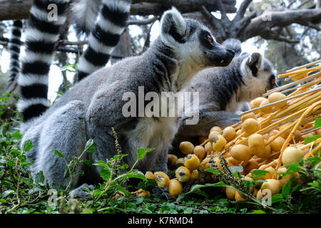 Ramat Gan, Israele. Il 17 settembre 2017. gli addestratori di animali simbolicamente il trattamento corona tailed lemuri di mele, melagrane e date presso il safari centro zoologico alla vigilia di Rosh Hashanah, il Capodanno ebraico, un'occasione in cui gli ebrei di tutto il mondo sarà tradizionalmente mangiare questi frutti nella speranza di un Dolce Anno Nuovo. Foto Stock